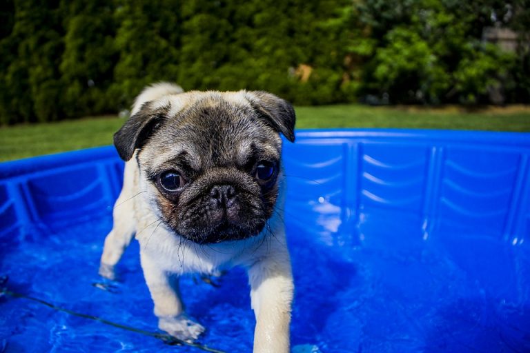 Managing Your Pug's Temperature and Weight Pugs Fan Club