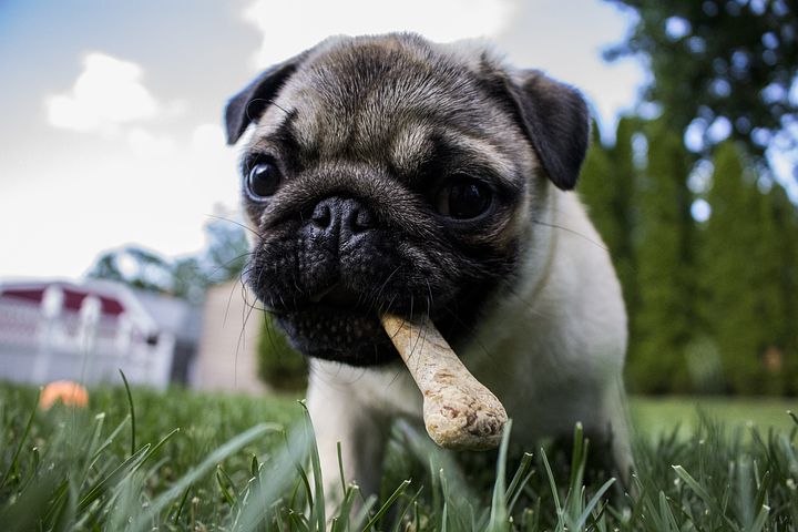 benefits of chewing for pugs
