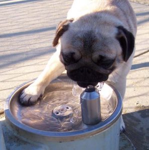 prevent your pug from overheating