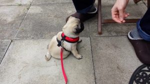 teaching your pug basic commands
