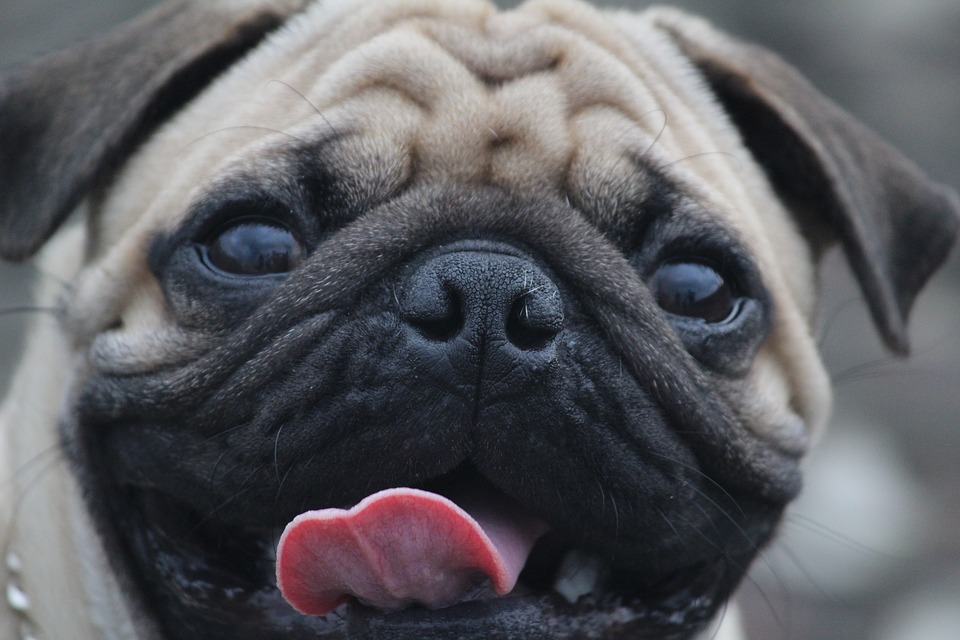 Pug Breed Info - Pugs Fan Club