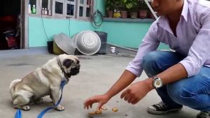 Pug training tips