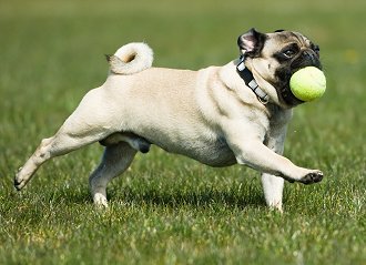 Playing with your pug