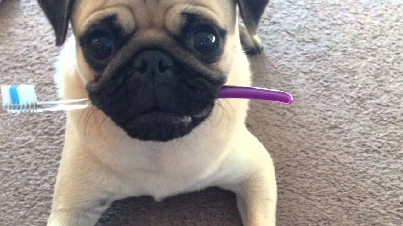Brushing Your Dog’s Teeth: Dental Care for Your Pug - Pugs Fan Club