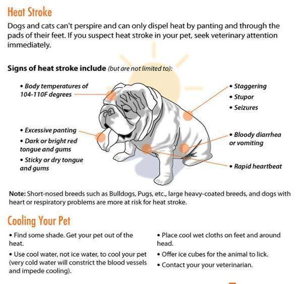 Understanding pug's breathing 