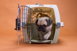 Crate training your pug