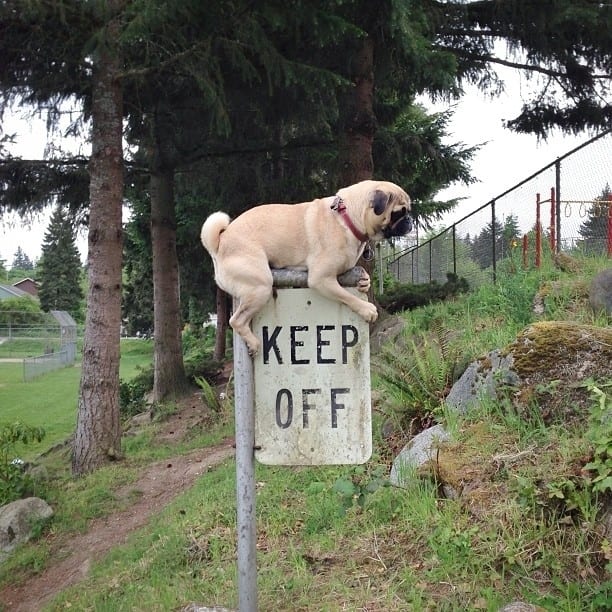 pug breaking rules