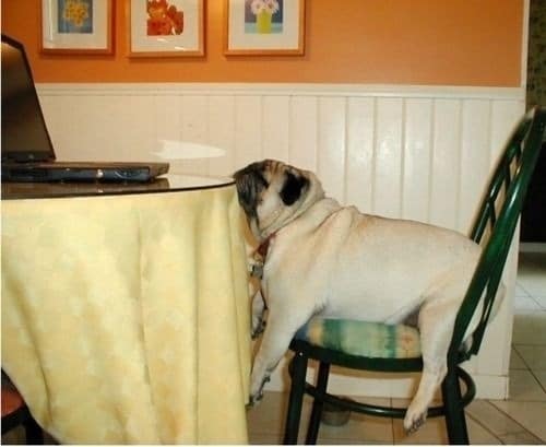 14 Reasons Why Pugs Are The Most Awesome Creatures On The Planet - Pugs