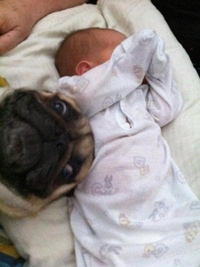 Pug steals the moment