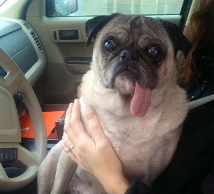 pug tongue thing