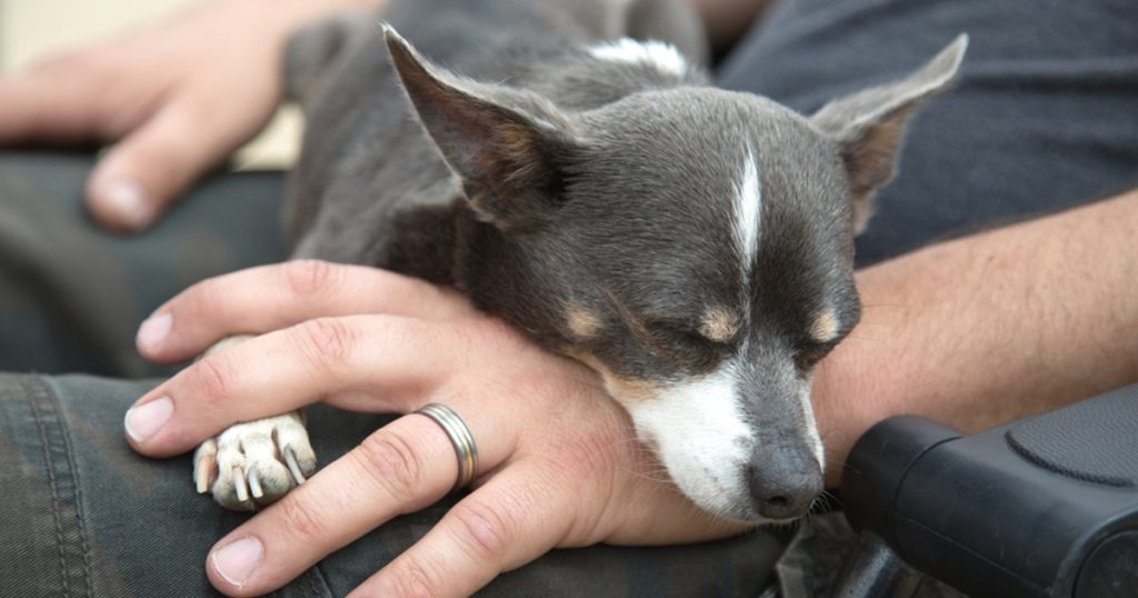 These DogFriendly Airlines Let You Fly With Your Pup, So Pack Your Bags & Bones Pugs Fan Club